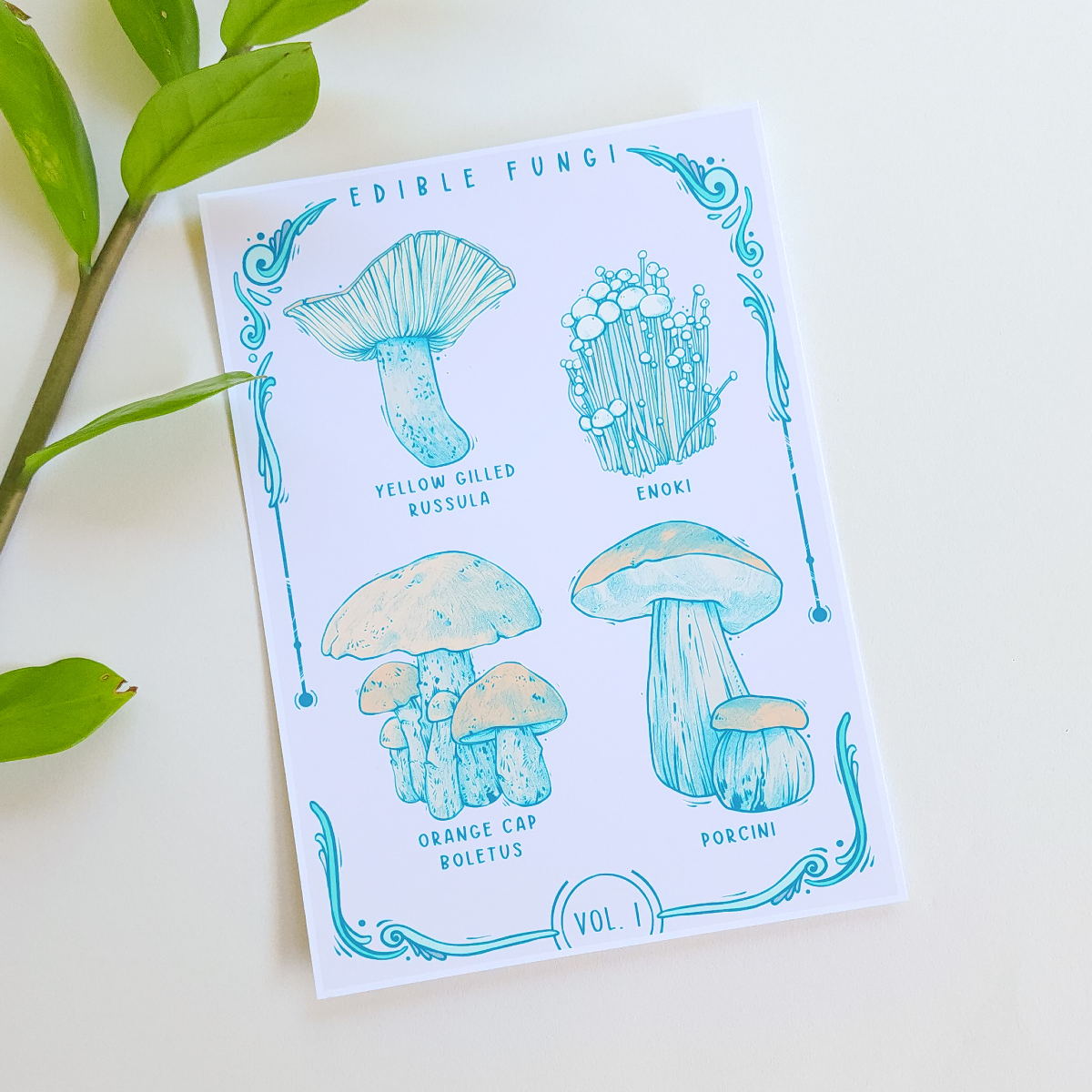 ✦ Fungi Classification Mini Print Set ✦