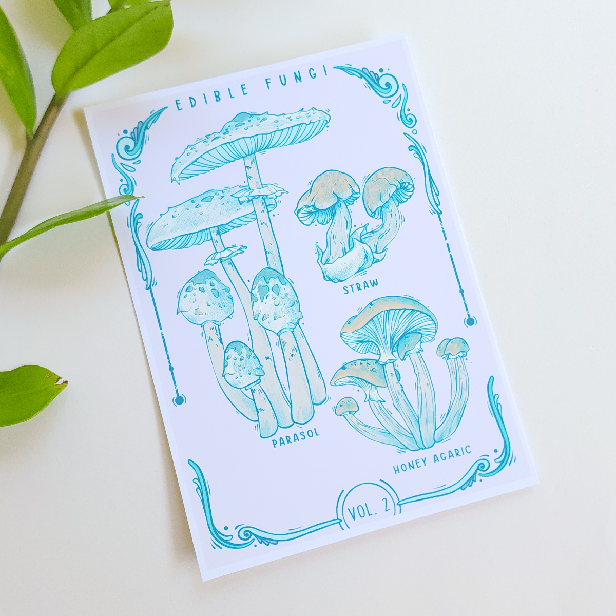 ✦ Fungi Classification Mini Print Set ✦