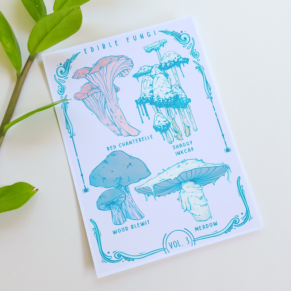 ✦ Fungi Classification Mini Print Set ✦