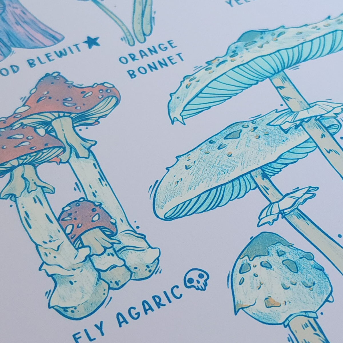 FUNGI CLASSIFICATION PRINT