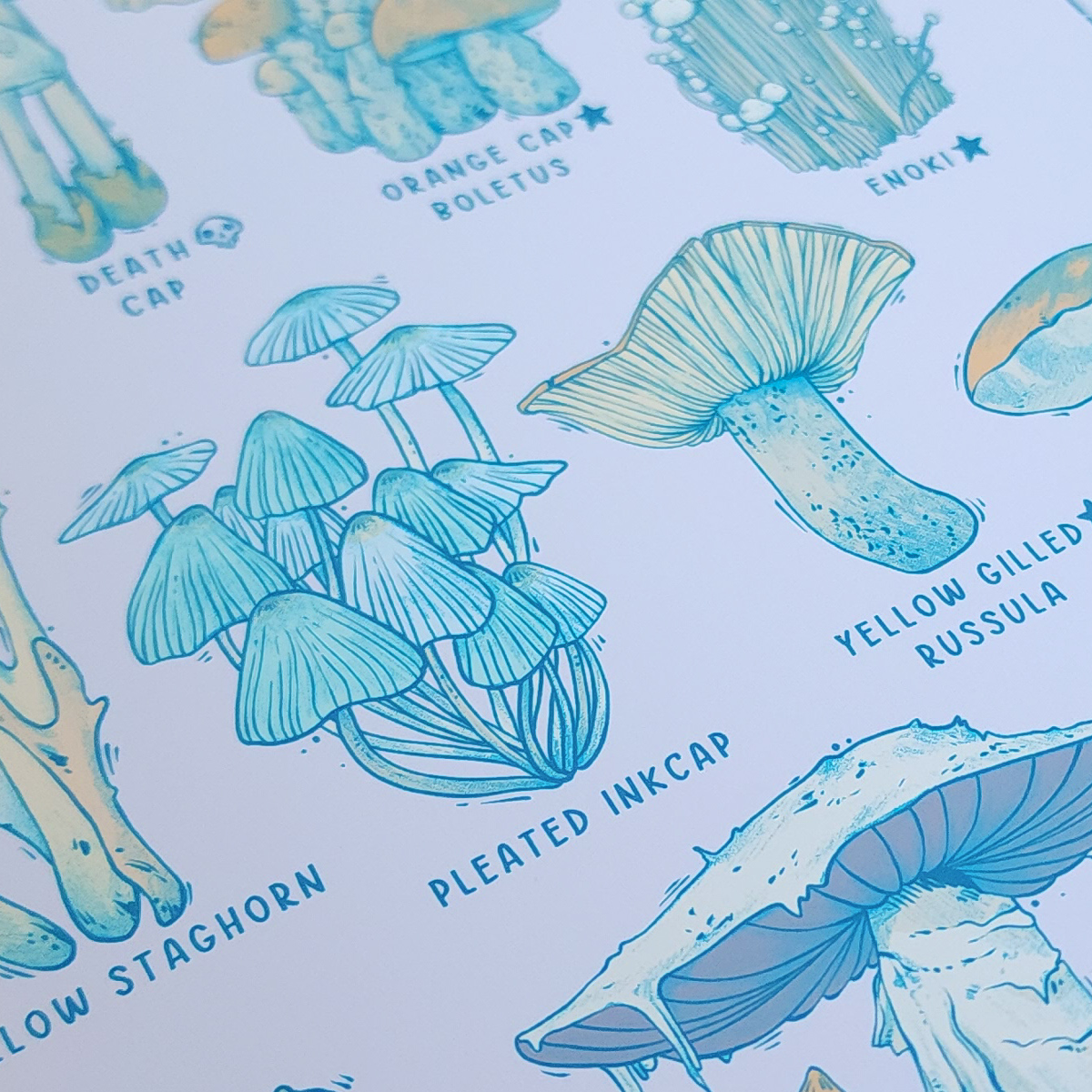 FUNGI CLASSIFICATION PRINT