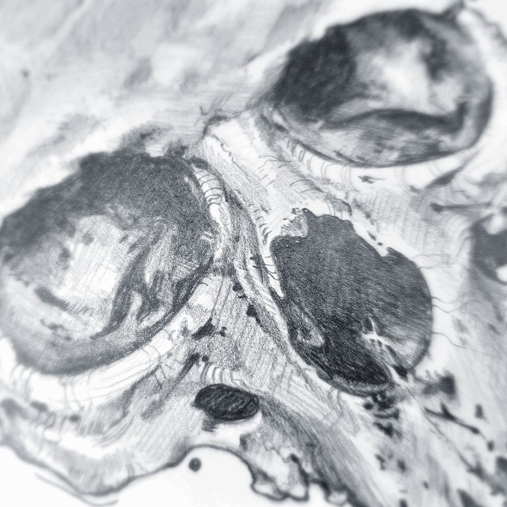SKULL FRONT VIEW