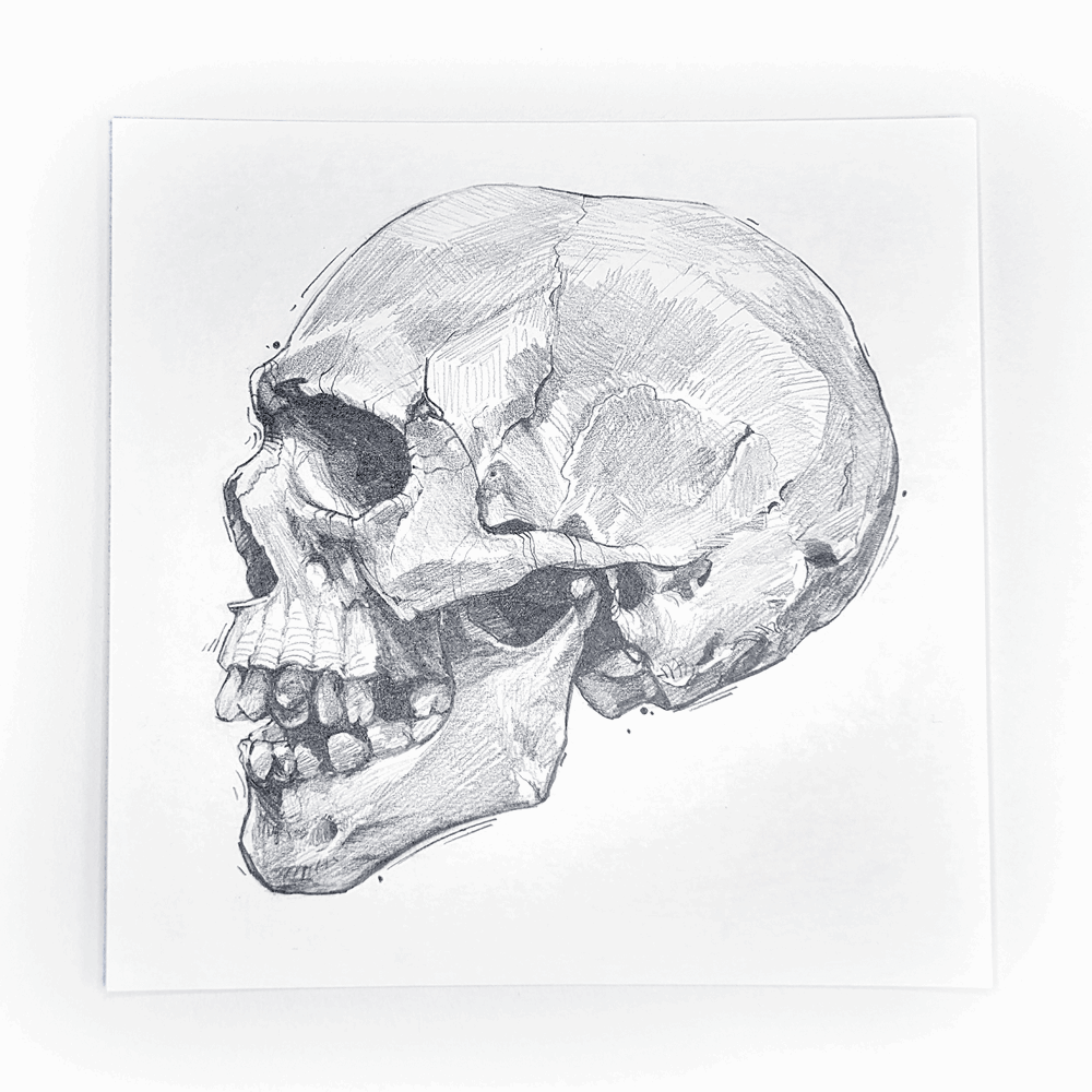 SKULL PROFILE VIEW