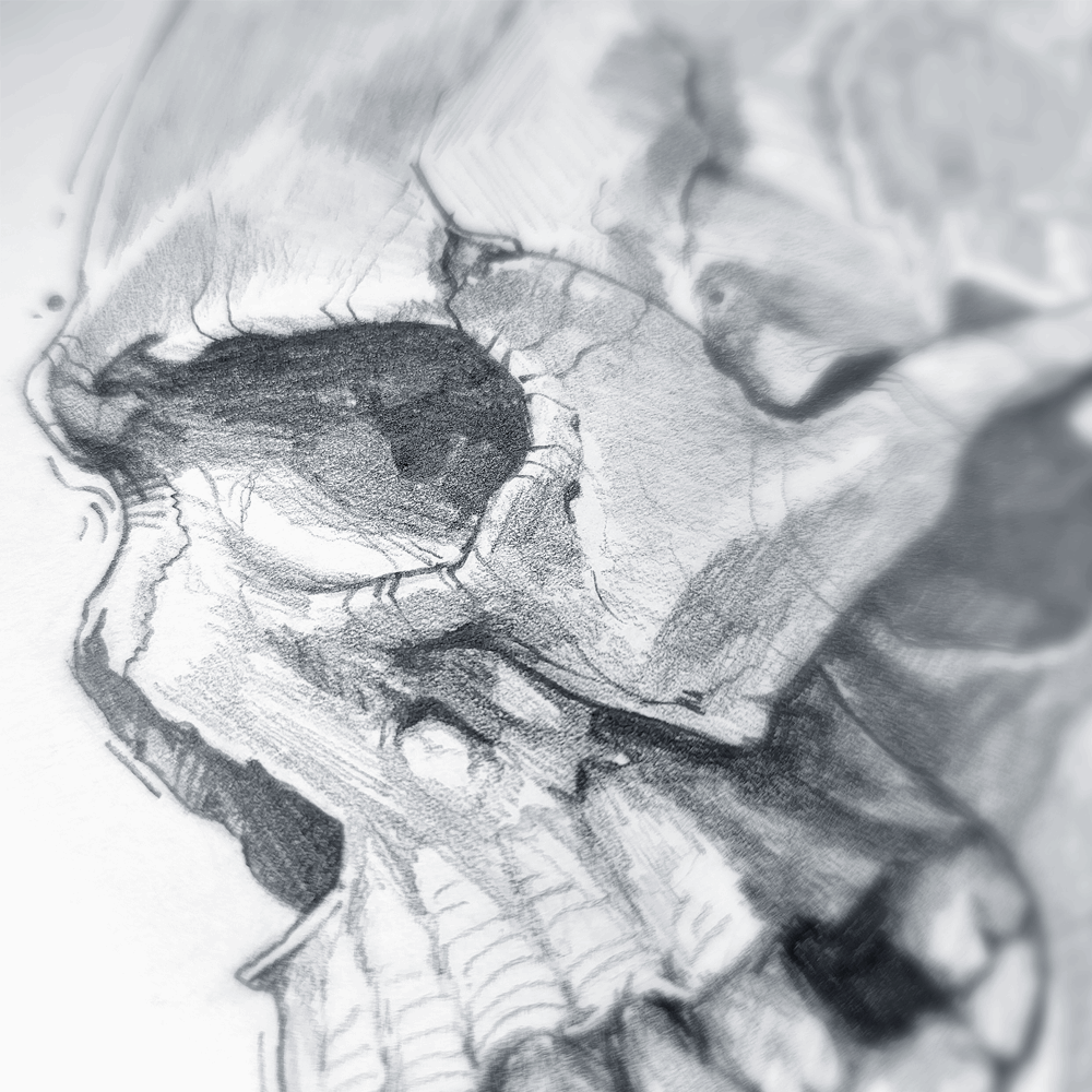 SKULL PROFILE VIEW
