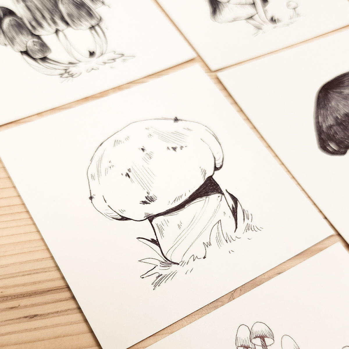16 MUSHROOMS DRAWING SERIES