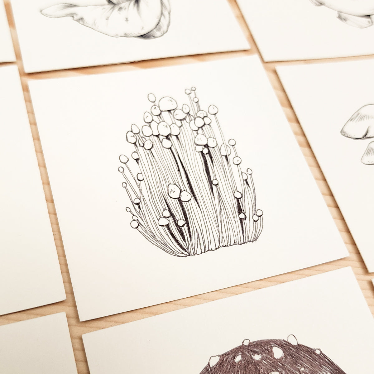 16 MUSHROOMS DRAWING SERIES